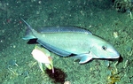 Cute Tilefish