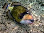 Cute Titan triggerfish