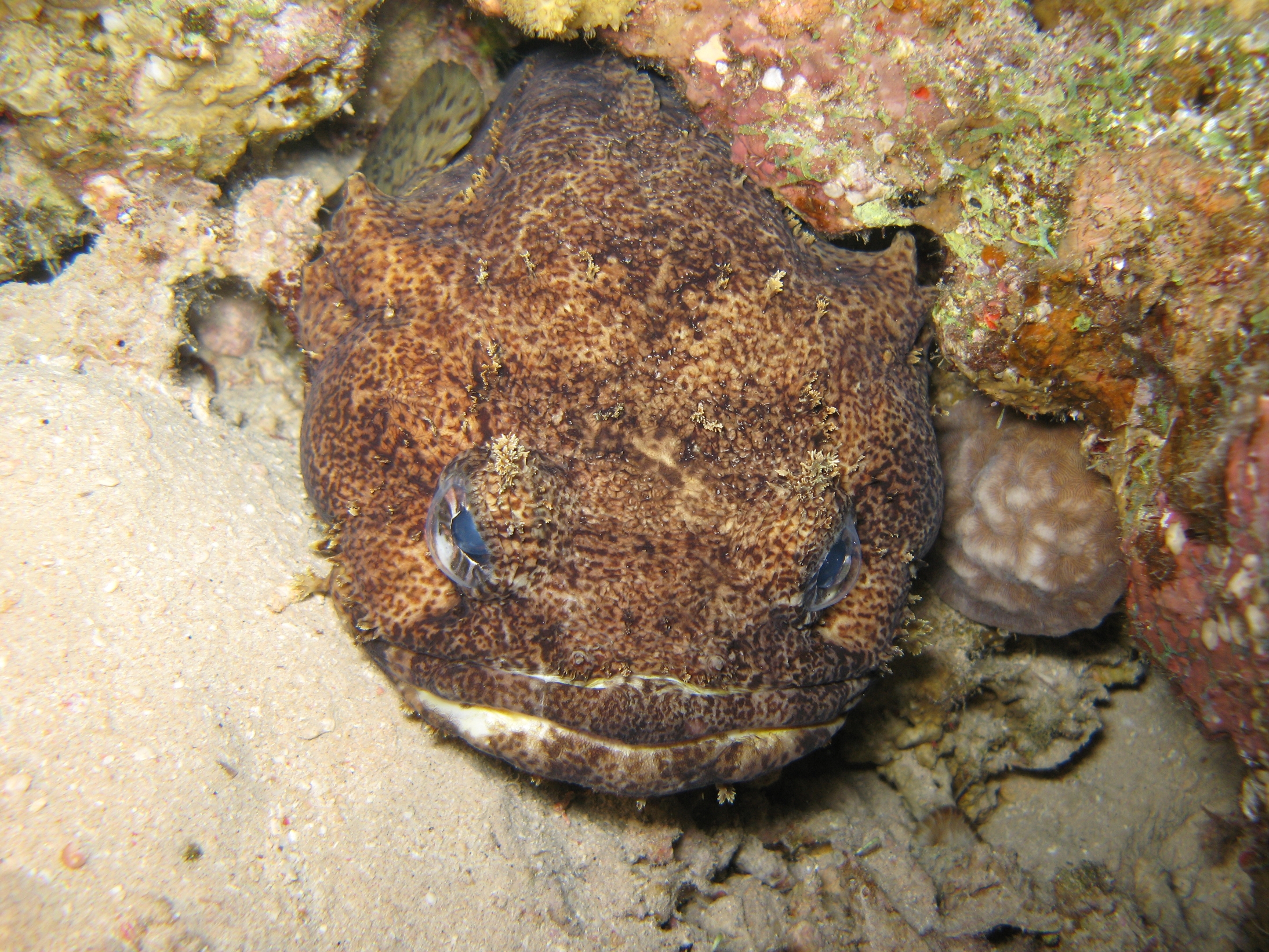 Cute Toadfish wallpaper