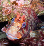 Cute Tompot blenny face