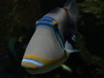 Cute Triggerfish 