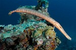 Cute Trumpetfish 