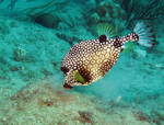 Cute Trunkfish 