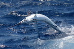 Cute White marlin