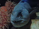 Cute Wolffish 