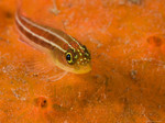 Cute Yellow-and-black triplefin