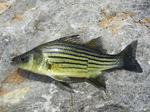 Cute Yellow bass