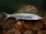 Cute Yellow-eye mullet