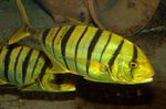 Cute Yellow jack fishes