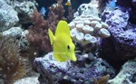 Cute Yellow tang 