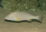 Cute Yellowfin croaker