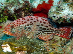 Cute Yellowfin grouper