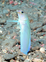 Cute Yellowhead jawfish