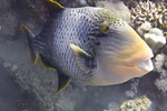 Cute Yellowmargin triggerfish