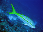 Cute Yellowtail snapper