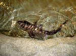 Cute Zebra bullhead shark