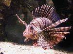 Cute Zebra lionfish