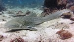 Cute Zebra shark 