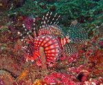 Cute Zebra turkeyfish