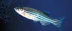 Cute Zebrafish