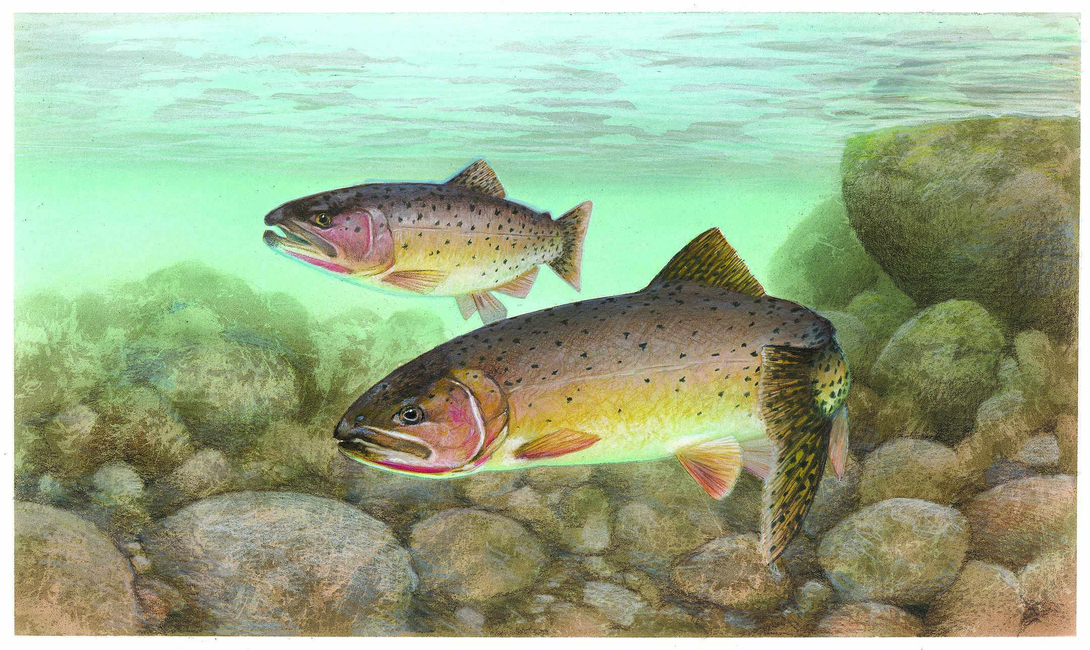 Cutthroat trout wallpaper