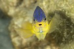 Damselfish in aquarium 