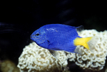 Damselfish swims