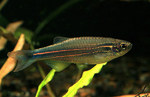 Danio