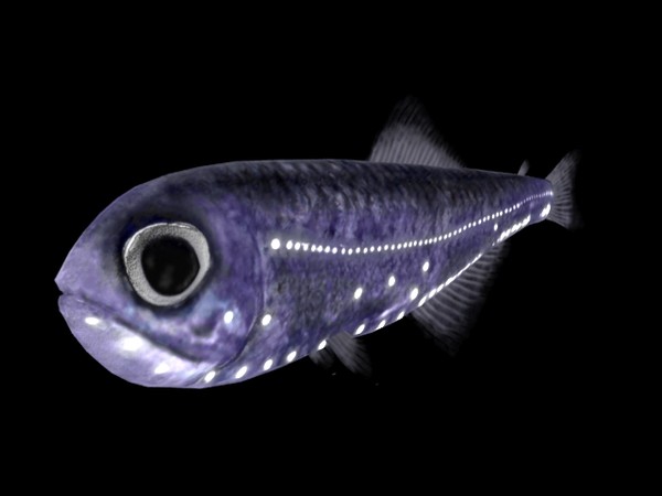 Dark lanternfish wallpaper