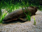 Dark lungfish ocean