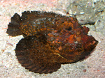 Dark Stonefish