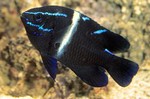 Dark Velvet catfish