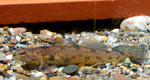 Darter in aquarium