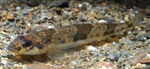 Darter in water