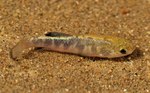 Death Valley pupfish on grass