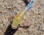 Death Valley pupfish