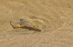 Death Valley pupfish swims