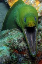 Decisive Yellow moray