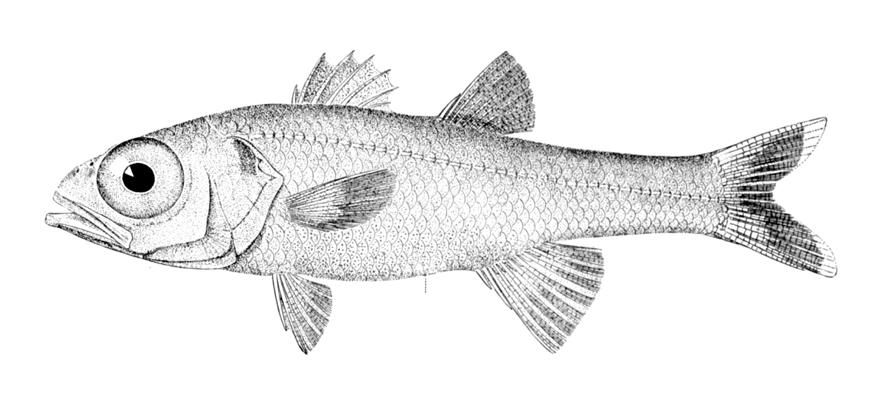 Deepwater cardinalfish wallpaper