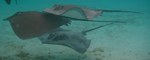 Deepwater stingrays