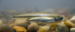 Delta smelt 