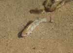 Desert pupfish