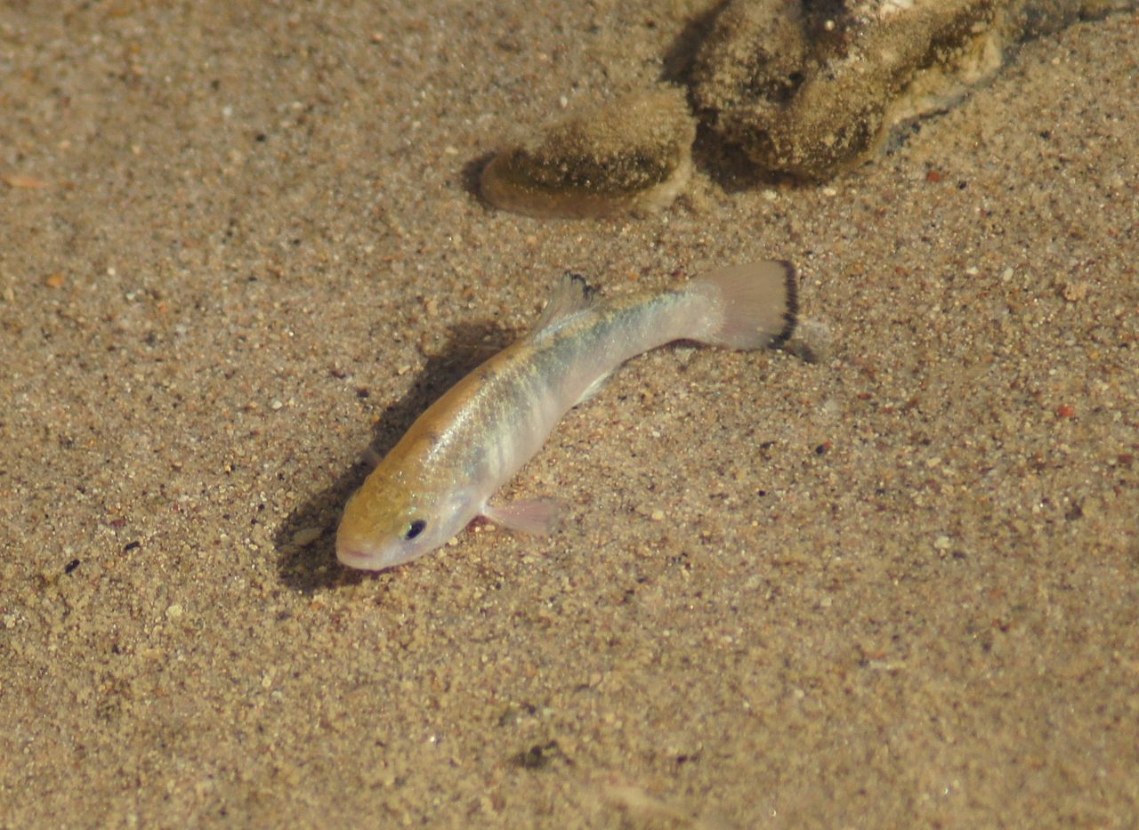 Пустынная карпозубовая рыба фото