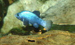 Desert pupfish