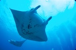 Devil ray in ocean