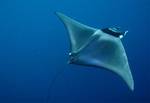 Devil ray swims