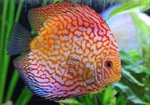 Discus fish 