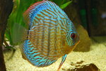 Discus in aquarium