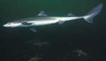 Dogfish shark in sea
