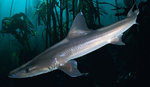 Dogfish shark in glass